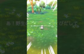 【毎日ポケGO】ちっちゃい！マメパト♫ #ポケモンgo #ポケモン #pokemongo