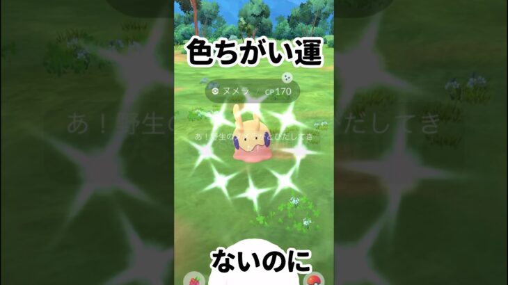 【ポケモンGO】ヌメッた！そして100個体も！ #ヌメラ進化 #ヌメラ100個体 #色ちがいヌメラ