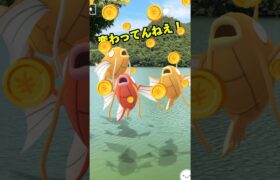 コイに餌やりできるんだって#ポケモンgo #ポケモン #色違い #shorts