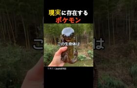 現実に存在するポケモン