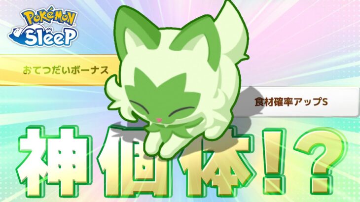 【ポケモンスリープ】1匹目のニャオハ、にゃんじゃこりゃぁぁ！？！？