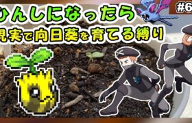 【#6】ヒマナッツがひんしになる度に現実で向日葵を育てる縛り（ホワイト2ver）