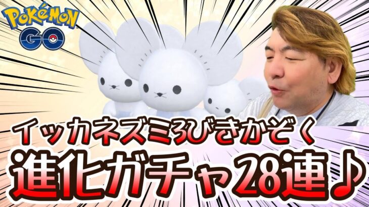 【ポケモンGO】イッカネズミ3びきかぞく進化ガチャ28連♪