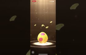 ポケモンGO❗️7Km🥚3連割〜えっぇぇぇ個体値100%が２つも…マラカッチが最高に嬉しい〜🥰🙏