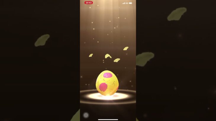 ポケモンGO❗️7Km🥚3連割〜えっぇぇぇ個体値100%が２つも…マラカッチが最高に嬉しい〜🥰🙏