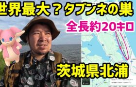 【ポケモンGO】世界一？のタブンネの巣があると聞いて【夏休みSPハスラー茨城横断】