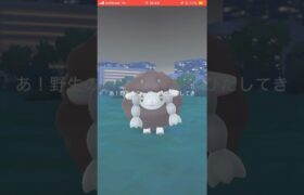 【ポケモンGO】ウールー色違い！#ポケモン #ポケモンgo #ポケモンgo好きと繋がりたい #ポケgo #pokemongo #ポケモンgoまだやってます