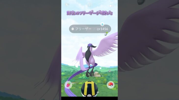 ポケモンGO野生のフリーザーがあらわれた #shorts