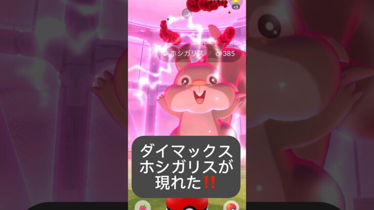 【ポケモンGO】マックスホシガリスが現れた!!「巨大化のナゾ（2/3）」【✨Dynamax Skwovet Pokémon GO ✨】