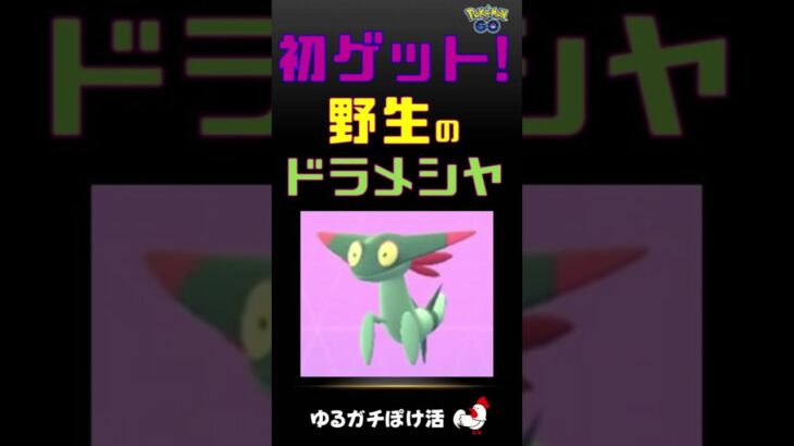 【初ゲット記念！ドラメシヤ】#ポケモンgo #ドラメシヤ #ドラパルト #新種 #ポケモン