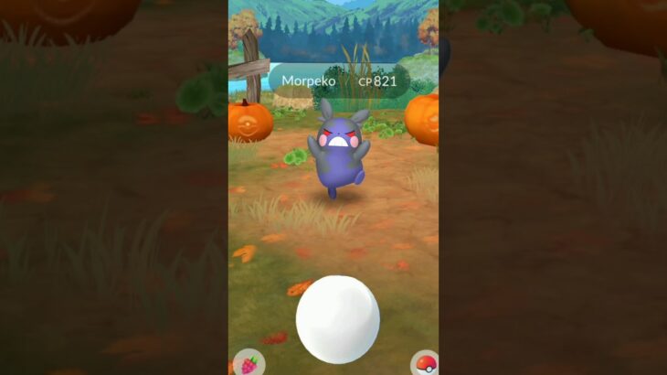 🤯First ever Hangry morpeko in pokemon go.