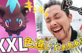 XXL色違いゾロアを狙う方法！！！このチャンスを見逃すな！！【ポケモンGO】