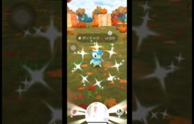 色違いハロウィンポッチャマだけはゲットしたい◓⃙⁣ #ポケモンgo #色違いポケモン #ポッチャマ