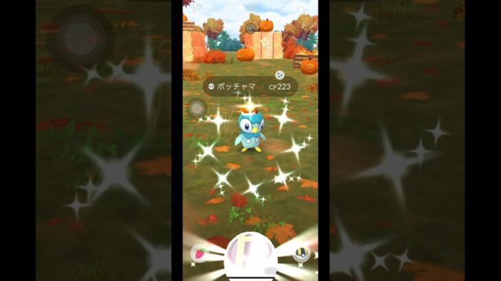 色違いハロウィンポッチャマだけはゲットしたい◓⃙⁣ #ポケモンgo #色違いポケモン #ポッチャマ