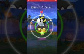 野生のカプ・プルル⁉︎#ポケモンgo