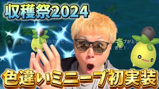 収穫祭2024初日…！色違いミニーブ初実装【ポケモンGO】