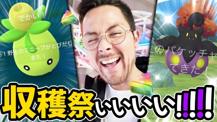 不具合？変更？！ミニーブスポアワ回った結果！！！バケッチャ色違い爆発ぅうう！！【ポケモンGO】