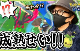 【ポケモンGO】え・・・うそでしょ！？「色違えミニーブ編」開幕！！成熟したミニーブを探す「効果的な方法」を調査せよ！！【収穫祭】