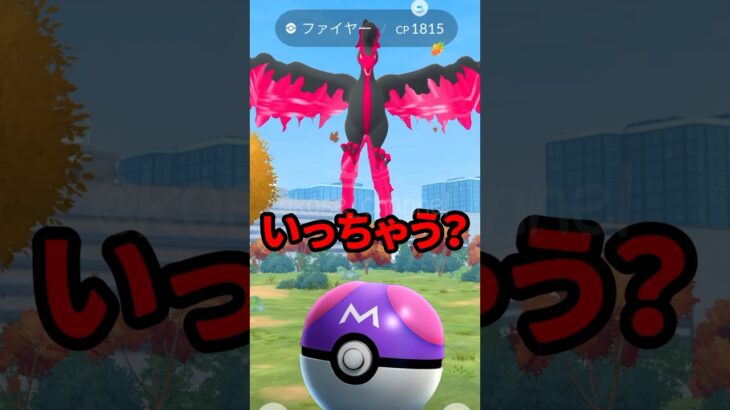 【ポケモンGO】ガラルファイヤーきたけどマスターボール最後の1個、、君ならどうする？ #2024年11月13日 #おさんぽおこう #ガラルファイヤー #マスターボール