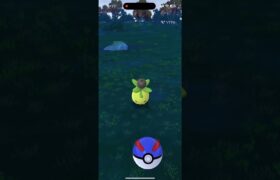 収穫できたよ〜😆🌱🫒✨ポケモンGO収穫祭2024 #pokemongo #ポケモンgo #ポケgo #pokémongo #ミニーブ #色違い #色違いポケモン