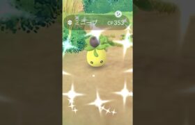 ミニーブ色違い！ミニーブ色違い！！ミニーブ色違い！！！【ポケモンGO】　#色違いミニーブ　#ポケモンGO