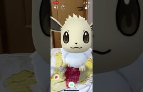 【ポケモンGO】相棒の色違いのイーブイと遊ぶぜ！！＃Shorts＃ポケモンGO＃色違いイーブイ