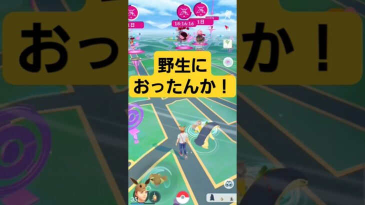 ほぇー知らんかった#ポケモン #ポケモンgo #pokemon #pokemongo #バクフーン #野生#珍しい #アイテム  #はいよろこんで #メビシガくん #笑える #おもしろ #逃げる #