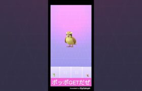 ポケモンGO実況🕊️ポッポGETだぜ😀ポッポに勝負を挑んでみた⚡️ #ポケモンgo #shorts #ショート