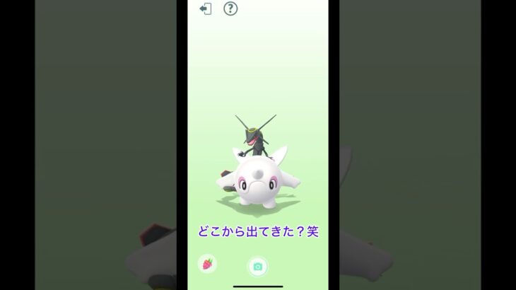 『ポケモンGO』#pokemongo #pokemonworldchampionships #ポケモンwcs2023 #pokemoncards #レイドバトル #リモートレイドバトル #goバトル