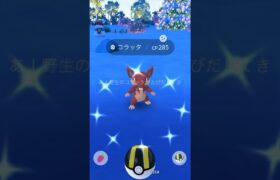 色違いコラッタだけはゲットしたい◓⃙⁣ #ポケモンgo #色違い #コラッタ