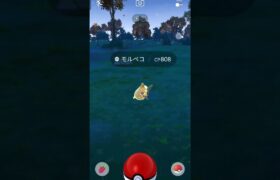 モルペコ６連　#ポケモンgo　#Pokemongo