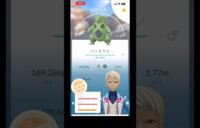 バンギラス少し強化　初心者part76 【ポケモンGO】#ポケモンgo #ポケモン #pokemongo #pokemon #shorts