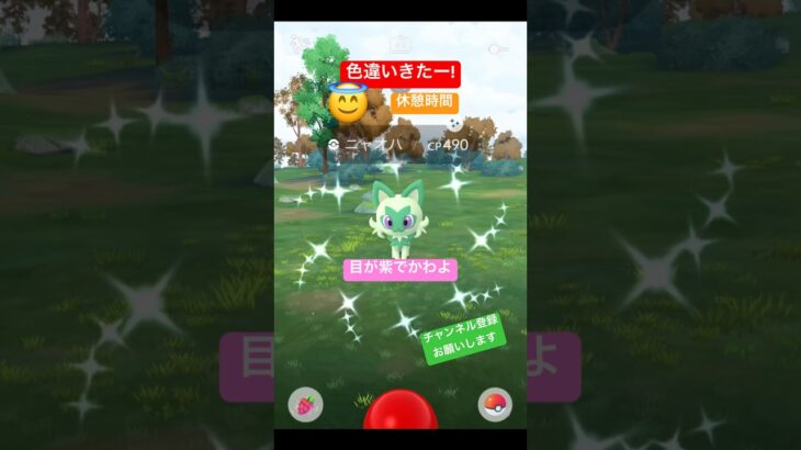 結局3匹きた🥰 #ポケモンgo #ポケモン #pokemongo #pokemon #色違い #色違いポケモン #shiny #チャンネル登録お願いします #shorts #ニャオハ