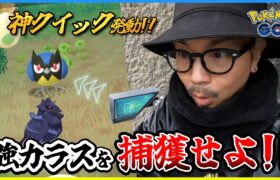 【ポケモンGO】このドキドキがたまらない！！めちゃくちゃ楽しいココガラ厳選！！２タマのココガラ率調査＋個体値100％を生み散らせ！！【はがねの決意】