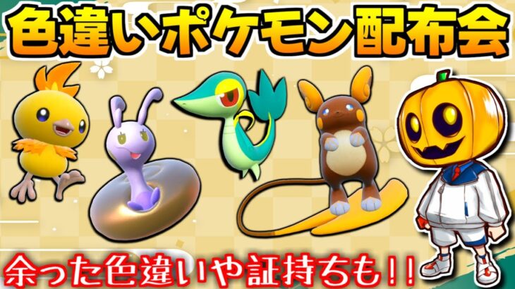 【ポケモンSV】お正月お年玉企画!! 普段の色証厳選で余った色違いを配布します!!【配布会】【交換会】