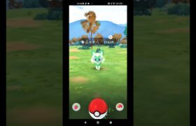 ニャオハのコミュニティデイの結果は？#ポケモンgo #くずおっす#ニャオハ#shorts