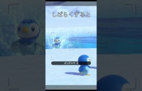 可愛いポッチャマ #ポケモン #ポケモンスナップ #ポッチャマ