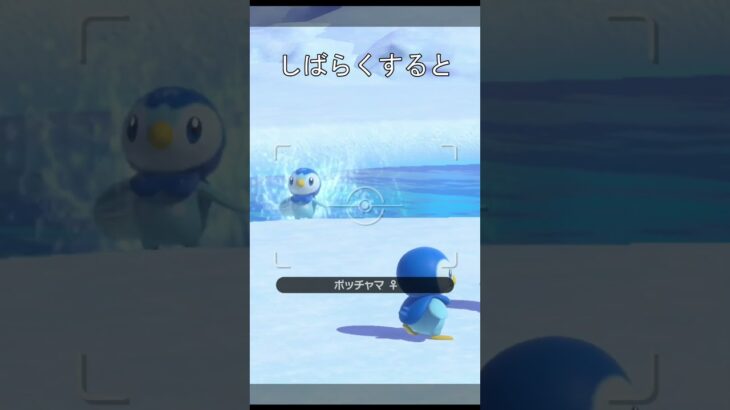 可愛いポッチャマ #ポケモン #ポケモンスナップ #ポッチャマ