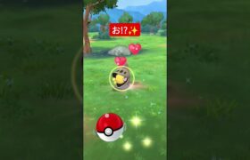 2月のコミュニティ・デイ【カブルモ＆チョボマキ】#ポケモンGO#色違い