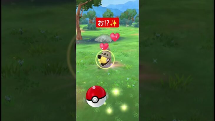 2月のコミュニティ・デイ【カブルモ＆チョボマキ】#ポケモンGO#色違い