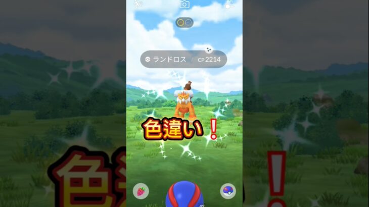 ポケモンGOの補填タイチャレ空けていく～#ポケモンgo #伝説 #色違い #ポケモン