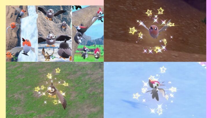 雑談しながら鳥ポケモン大量発生イベントを楽しみます！【ポケモンSV】