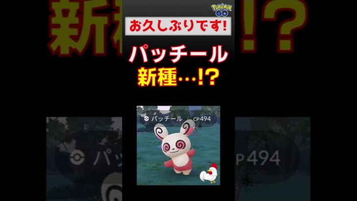 【パッチール！もしや新種？】久々にゲットしました #ポケモンgo #ポケモン #パッチール