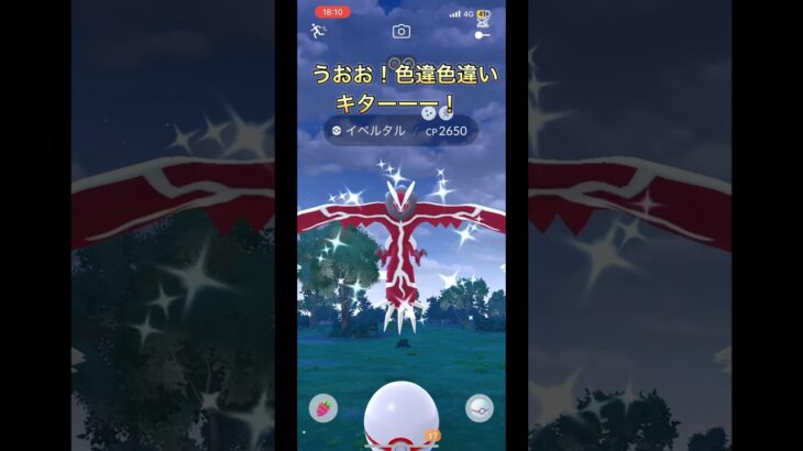 色違いイベルタルきた！　初心者part131 【ポケモンGO】#ポケモンgo #ポケモン #pokemongo #pokemon #イベルタル #shorts