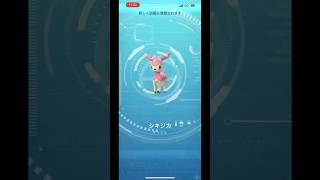 『ポケモンGO』#pokemongotour #pokemongotour2025#イッシュ地方 #色違いポケモン #pokemongo #pokemoncards #レイドバトル #個体値max