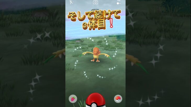 マスタリーシリーズアーケン結果発表❕#ポケモンgo #色違い #個体値100 #イベント