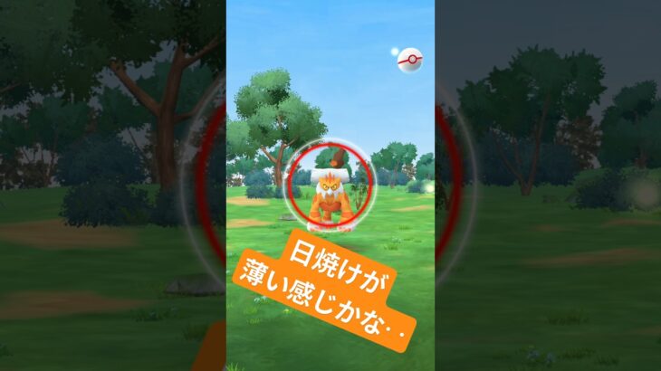 [記録用]実はランドロス色違いでした #ポケモンgo #色違い #shorts