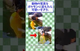 動物の写真をポケモンに変えたらイラストが可愛すぎる　#ポケモン #イラスト #shorts