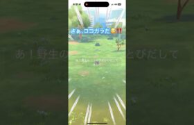 さぁ、ココガラだ🤩‼️ちっちゃい😍‼️ ポケモンGO