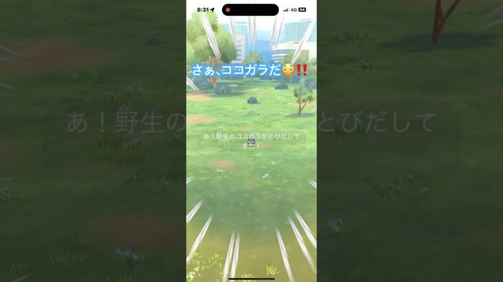 さぁ、ココガラだ🤩‼️ちっちゃい😍‼️ ポケモンGO